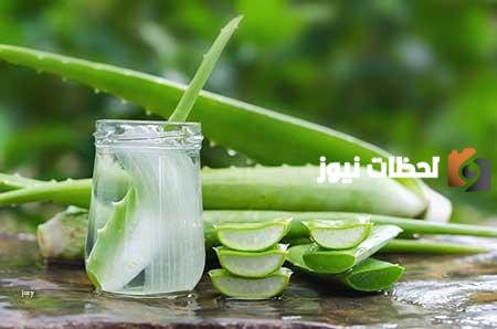 تجربتي مع الصبار لإنبات الشعر | فوائد الصبار للشعر