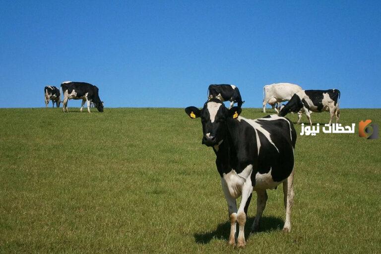 هل دعم المواشي يؤثر على حافز؟ وزارة البيئة السعودية توضح