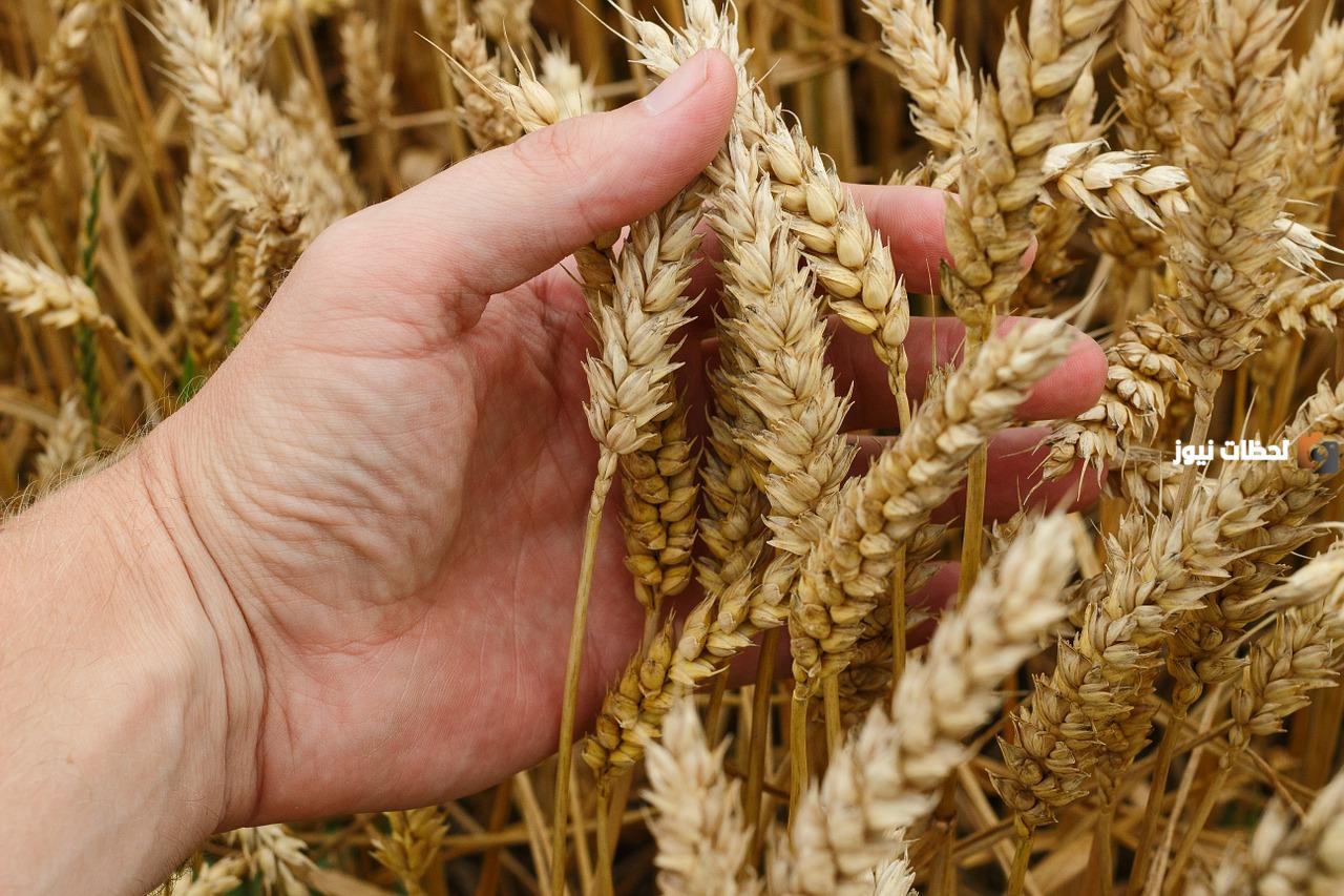 وزارة البيئة السعودية تجيب.. ما هو موعد إصدار رخص زراعة القمح في السعودية 1447