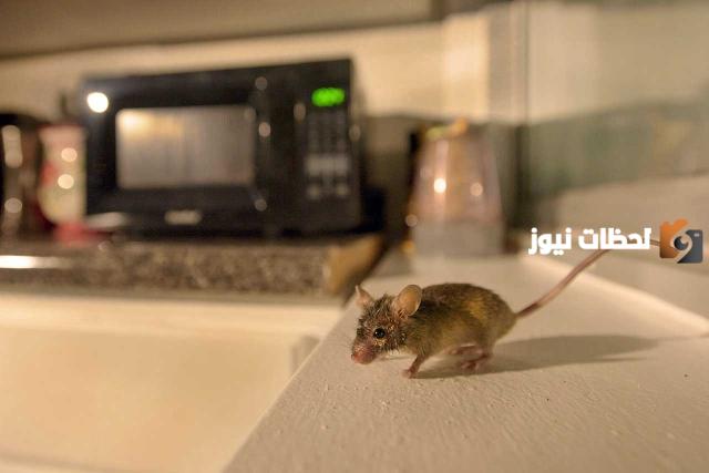 طرد الفئران نهائيا من المنزل