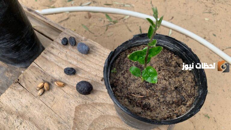 طريقة زراعة الزيتون في البيت بكل سهولة
