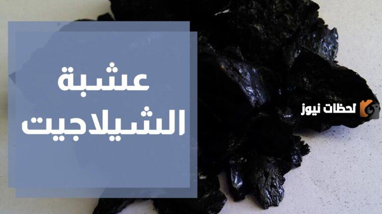 عشبة الشيلاجيت بين الفوائد والاضرار وكيفية الاستعمال