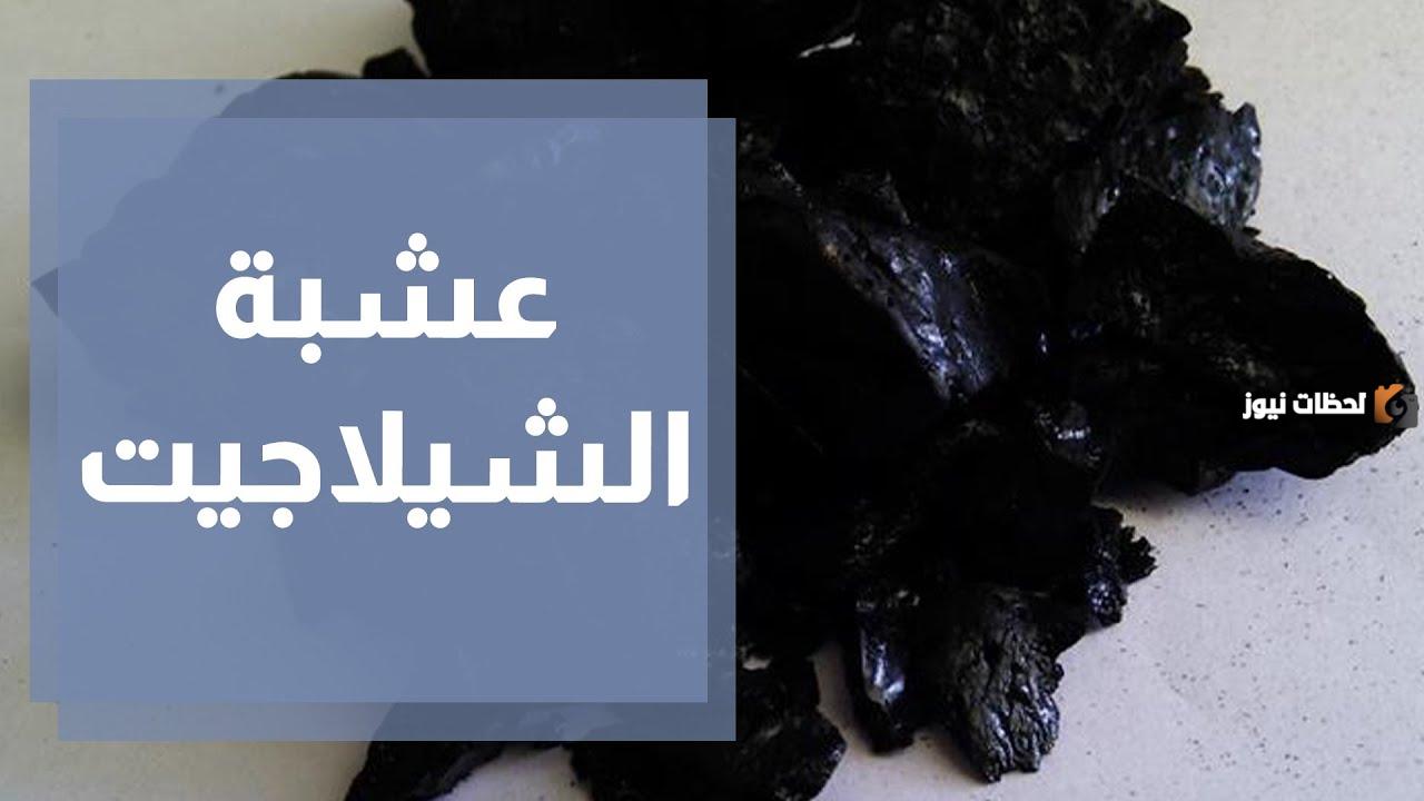عشبة الشيلاجيت  بين الفوائد والاضرار وكيفية الاستعمال