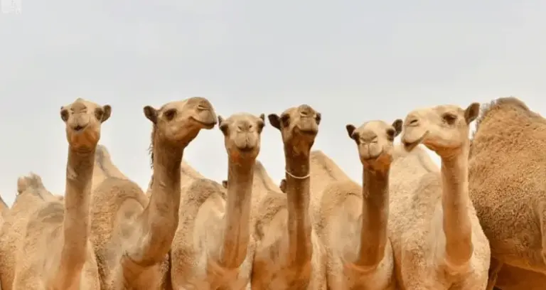كم قيمة جائزة الملك عبدالعزيز للابل 1447؟ وما أنواع الإبل المشاركة؟