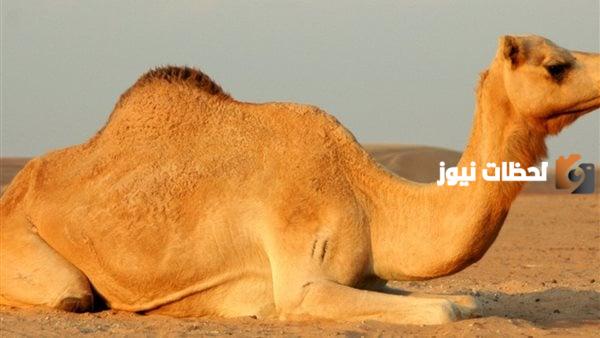 كم عمر الأضحية من الابل وما هي شروط اضحية العيد كاملة