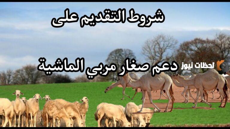 كيفية التقديم على دعم مربي الموشي… ومبلغ الإعانة؟