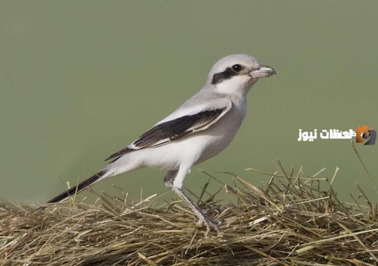 ما هي اسماء الطيور في الكويت