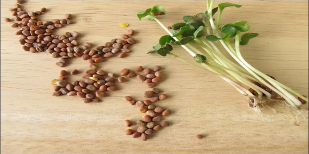 ماهي فوائد بذور الفجل مع العسل للجنس؟