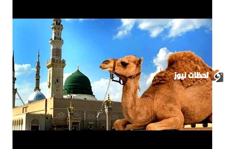 من هو الصحابي الذي بركت ناقة الرسول عند بيته.. أين استقرت ناقة الرسول؟