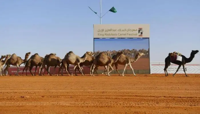 مهرجان الملك عبدالعزيز للإبل
