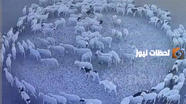 هل ظاهرة دوران الحيوانات حول نفسها من علامات الساعة ؟