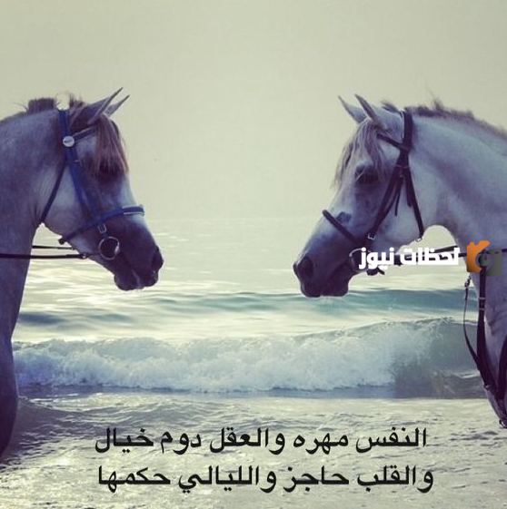 عبارات عن حب الخيل
