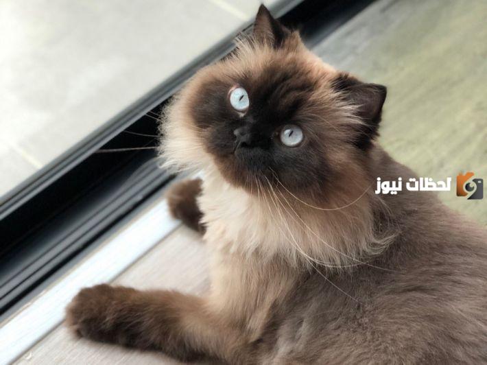 كيفية تربية قطط هملايا