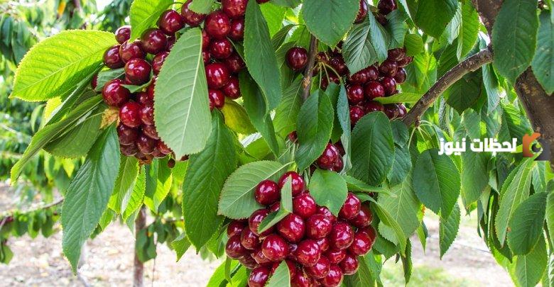 أين تزرع شجرة الكرز وما هي عوامل زراعتها
