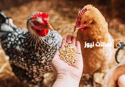 علاج الكوكسيديا بالاعشاب عند الدجاج وطريقة رفع مناعة الدواجن