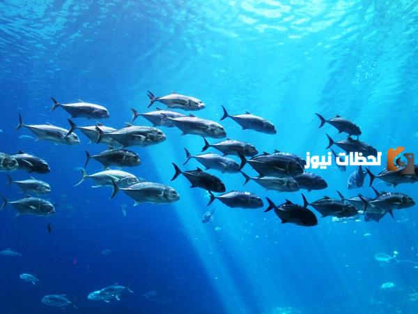 تفسير السمك في المنام لابن سيرين للعزباء