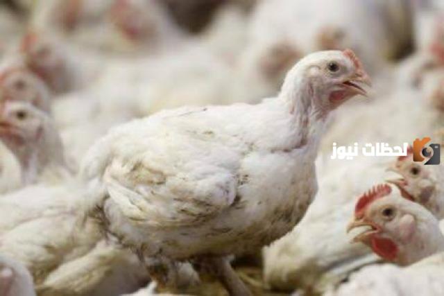 علاج الإجهاد الحراري للدواجن بالأعشاب والوصفات الطبيعية