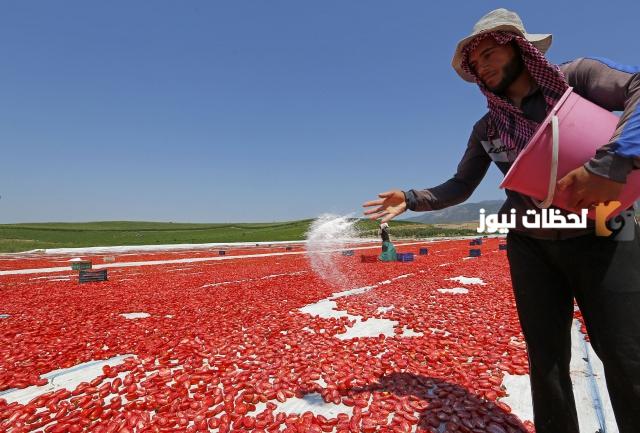 دراسة جدوى مشروع تجفيف الطماطم وعوامل نجاح المشروع