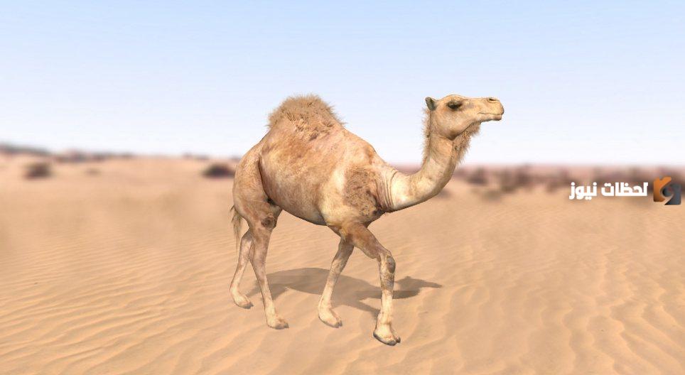 معلومات عن حيوان الجمل بالانجليزي