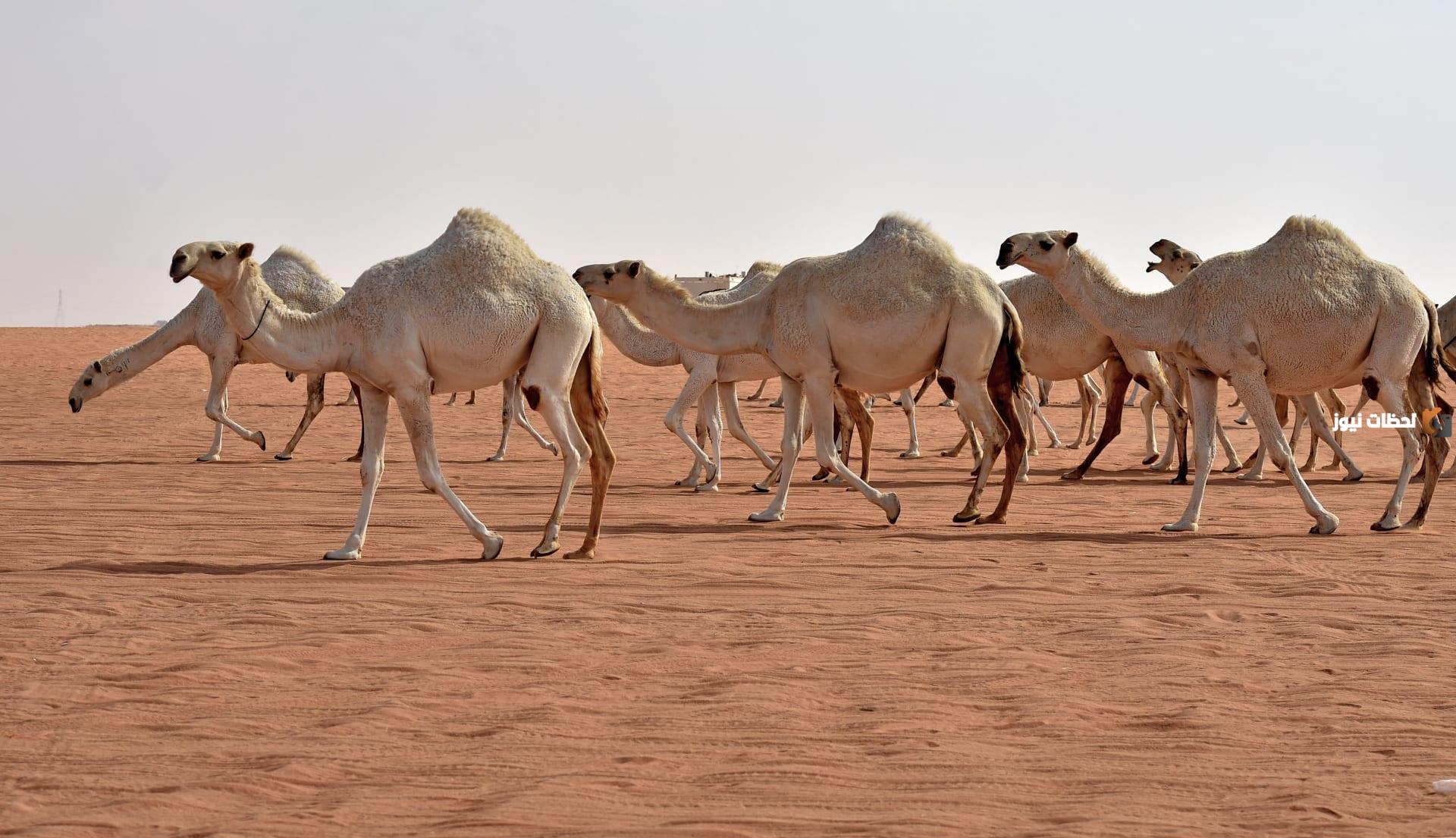 من أين خلقت الإبل وما أبرز ما يميزها