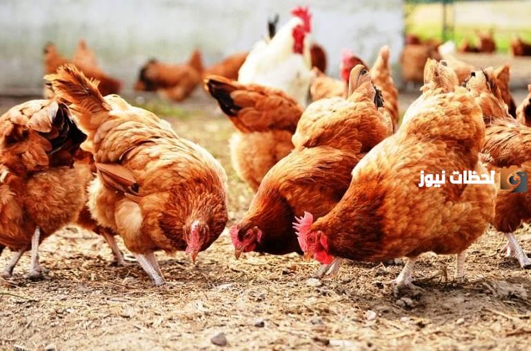 أعراض ضيق التنفس عند الدجاج