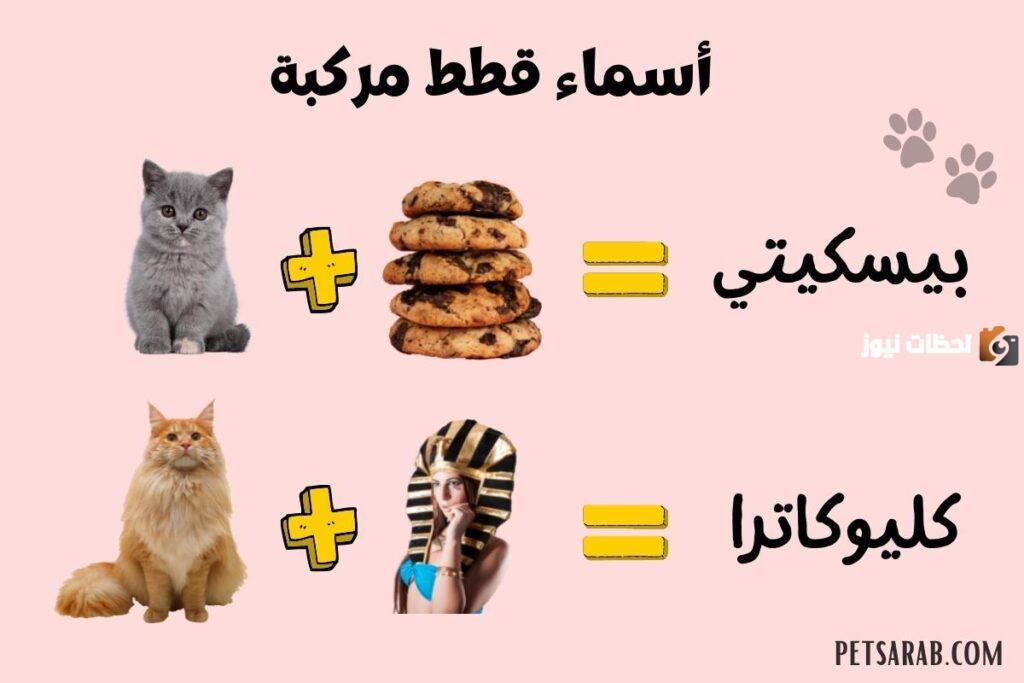 اسماء قطط ذكور عربية مضحكة