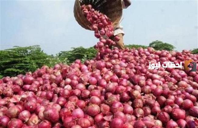 دراسة جدوى مشروع تجارة البصل جاهزة للطباعة