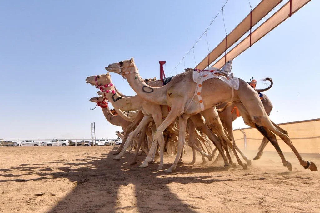 موعد اطلاق مهرجان الطائف لأول مرة في السعودية