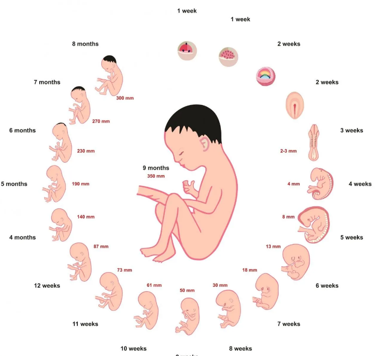 كيف تحمل المرأة من الرجل رسم كرتون توضيحية