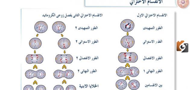 مراحل الانقسام الاختزالي