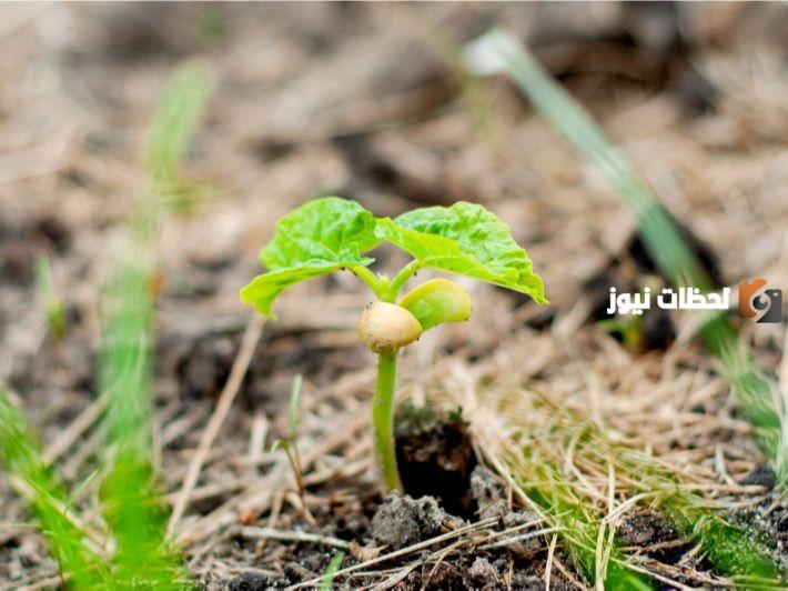 بذور ذوات الفلقة والفلقتين