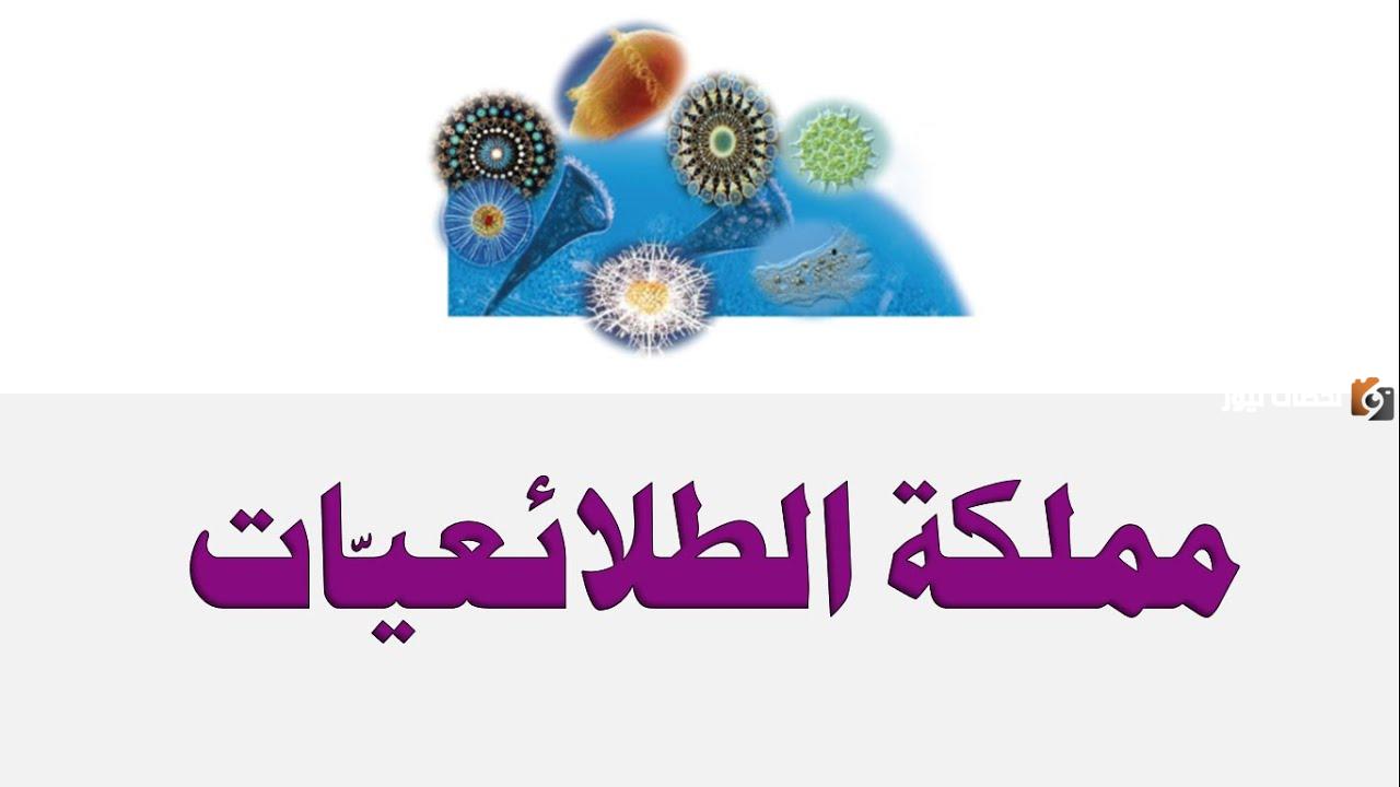 خصائص مملكة الطلائعيات 