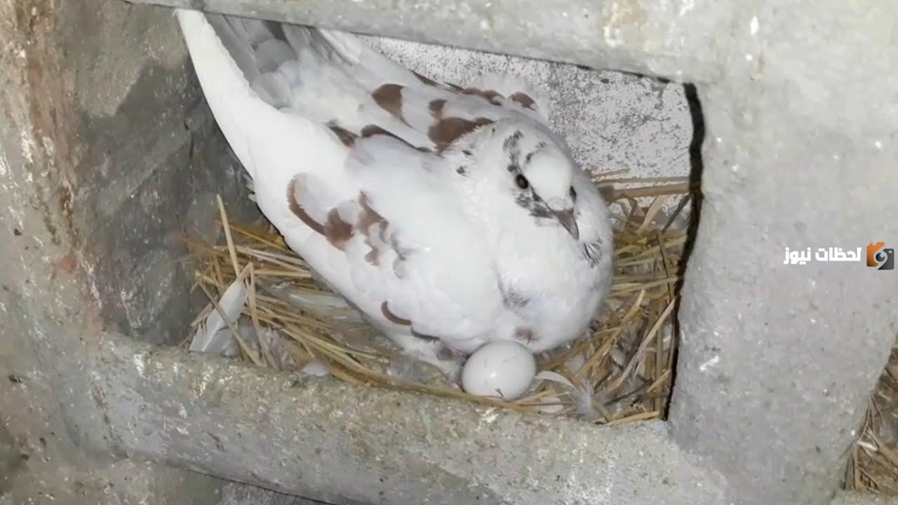 علاج الحمام الذي لا يبيض