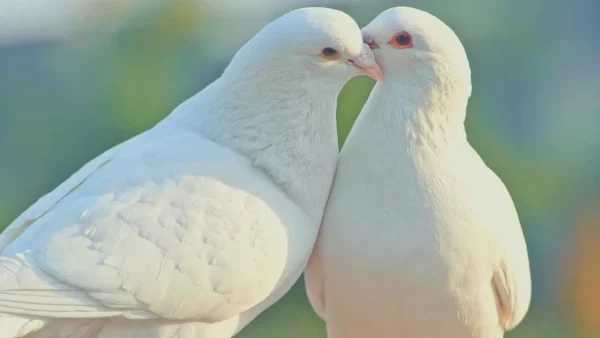 خواطر عن حمامة السلام 