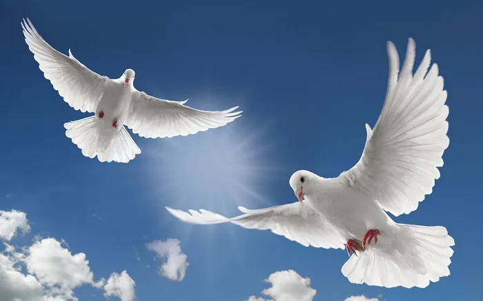 خواطر عن حمامة السلام 
