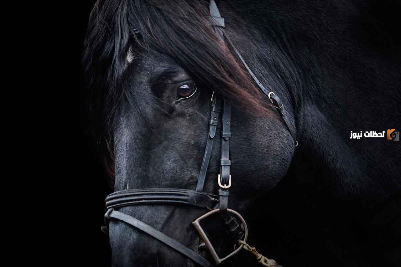 مواصفات الخيل الأدهم