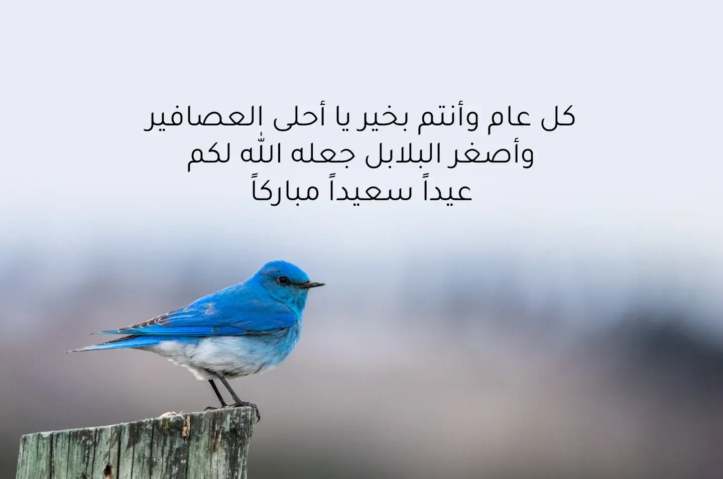 خواطر العيد قصيرة