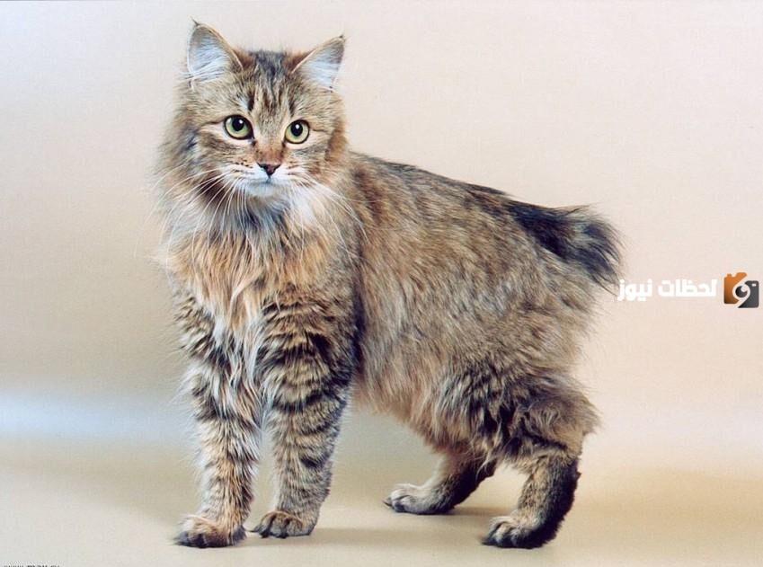 أنواع القطط