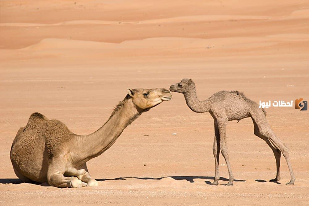 مدة حمل الناقة