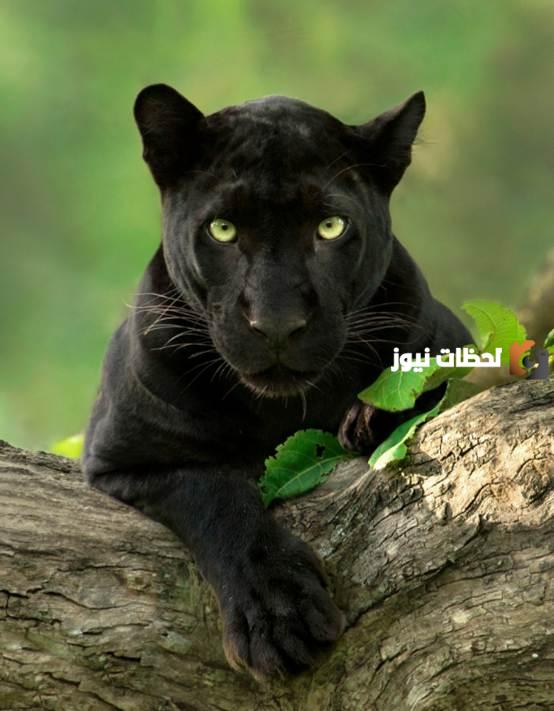 صور الفهد الأسود الإفريقي