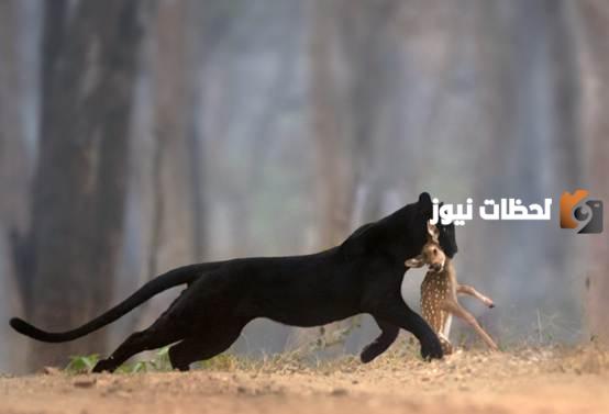 صور الفهد الأسود الإفريقي