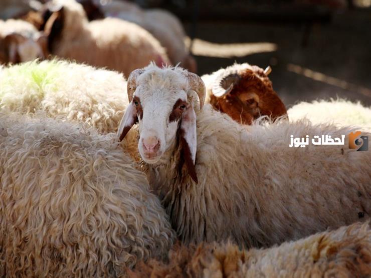 إليك صيغة التسمية عند الذبح الصحيحة