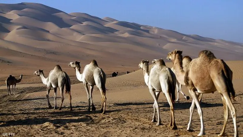 عام الإبل