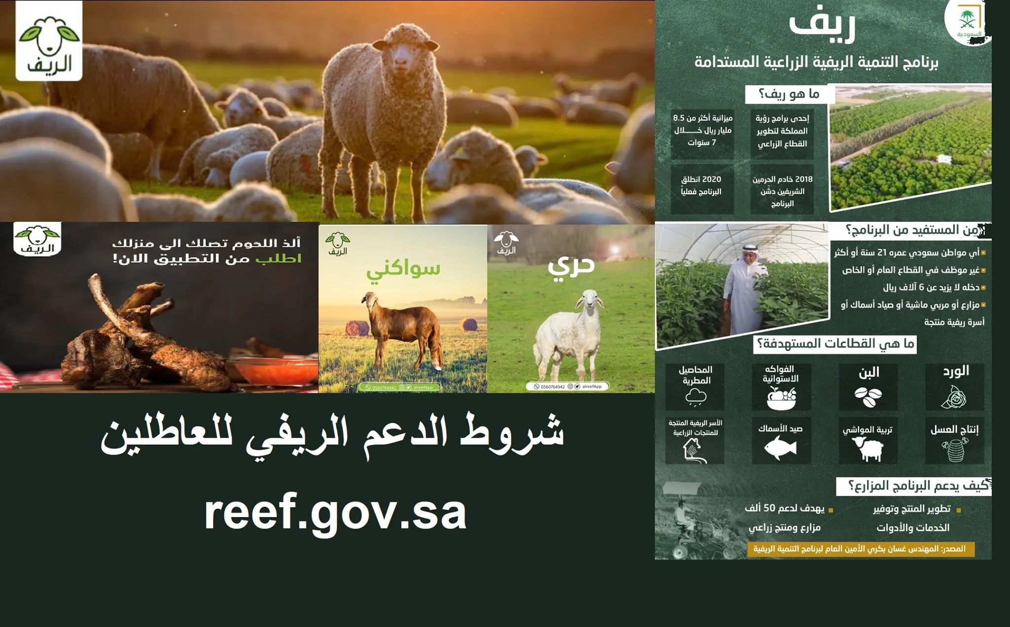  دعم المواشي من ريف