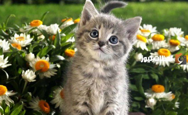 اسماء قطط اناث فرنسية