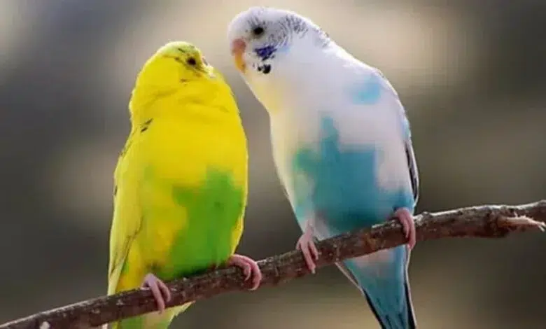 اسماء عصافير كيوت ومميزة