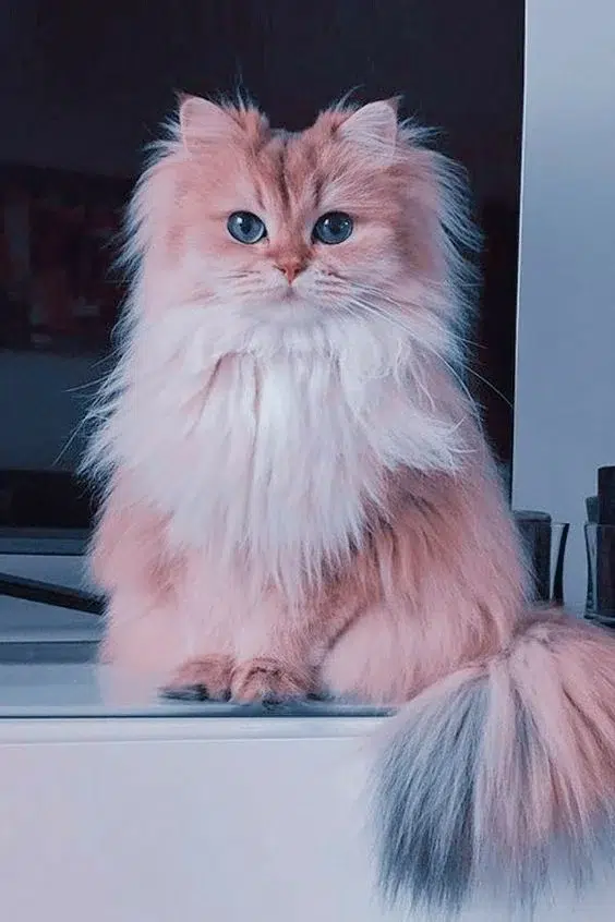 اسماء قطط اناث