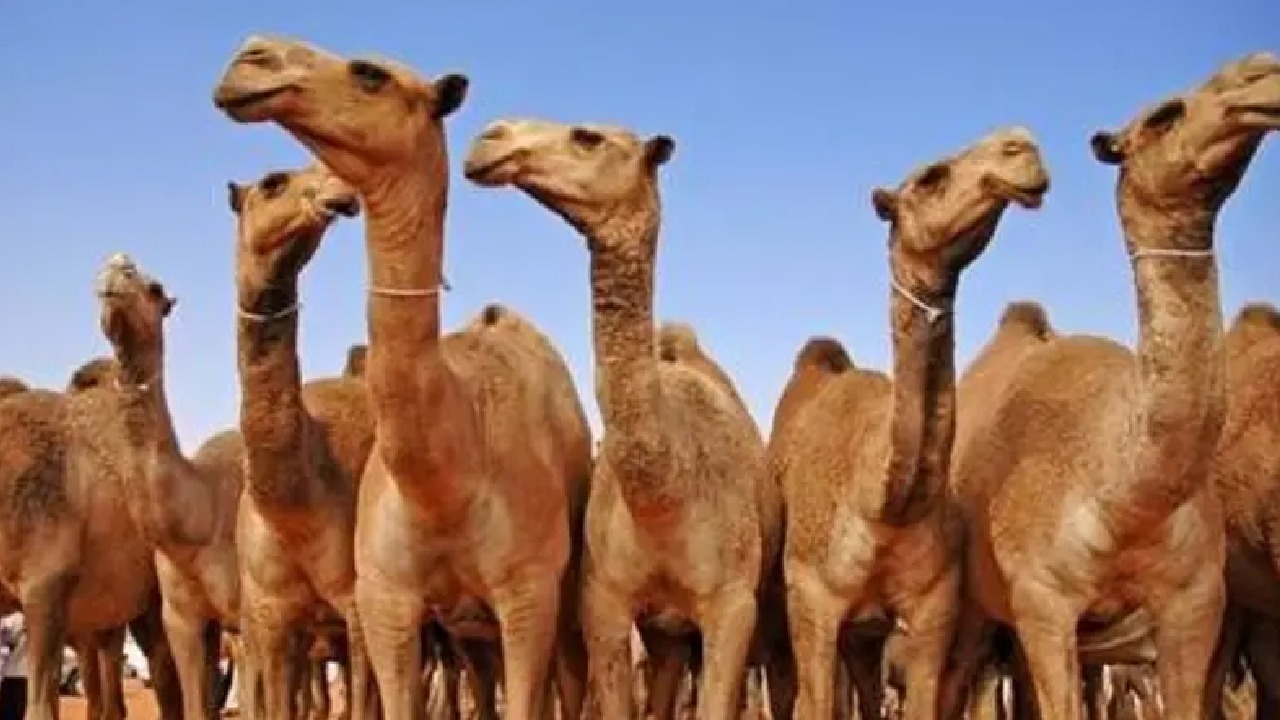 دبلوم تربية ورعاية الإبل