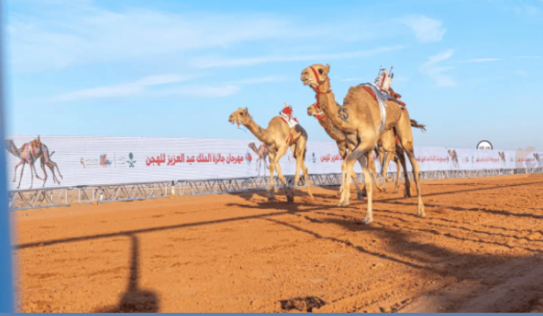 بجوائز تصل على 85 مليون ريال | انطلاق سباقات الهجن في ميدان الملك عبد العزيز