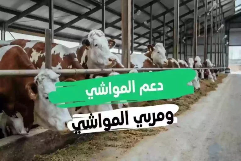 موعد صرف دعم المواشي لشهر يناير 1447 بتوضيح من وزارة البيئة والزراعة